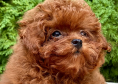 Toy Poodle Kore Yavrularımız